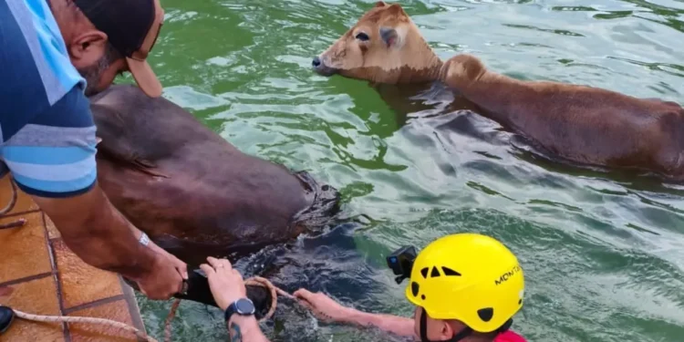 bombeiros-resgatam-dois-bovinos-de-piscina-em-chacara-de-goias