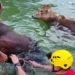 bombeiros-resgatam-dois-bovinos-de-piscina-em-chacara-de-goias