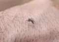 quase-metade-dos-municipios-brasileiros-esta-em-situacao-de-alerta-para-o-aedes-aegypti