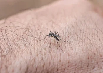 quase-metade-dos-municipios-brasileiros-esta-em-situacao-de-alerta-para-o-aedes-aegypti