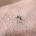 quase-metade-dos-municipios-brasileiros-esta-em-situacao-de-alerta-para-o-aedes-aegypti