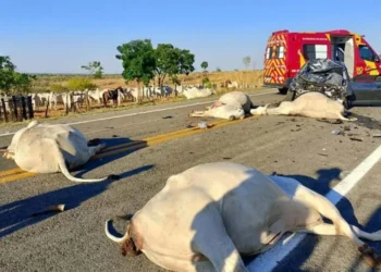 motorista-fica-ferido-apos-bater-carro-contra-cinco-bovinos-em-rodovia-de-goias