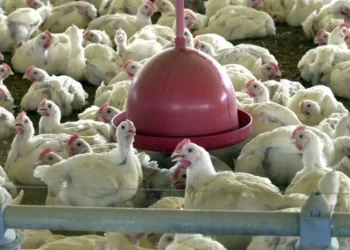 mexico-suspende-importacoes-de-frango-brasileiro-e-goias-reforca-vigilancia-sanitaria