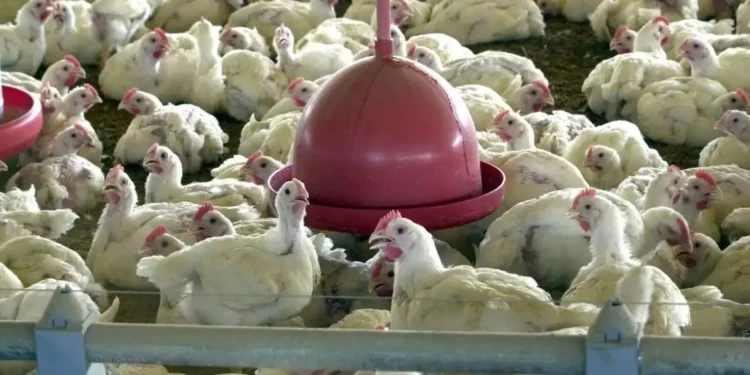 mexico-suspende-importacoes-de-frango-brasileiro-e-goias-reforca-vigilancia-sanitaria