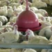 mexico-suspende-importacoes-de-frango-brasileiro-e-goias-reforca-vigilancia-sanitaria