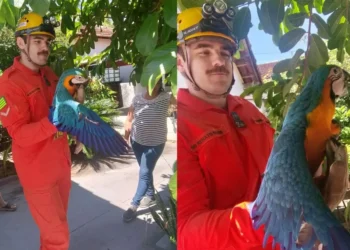 bombeiros-resgatam-arara-encontrada-em-residencia-e-a-devolvem-ao-ninho-em-caiaponia