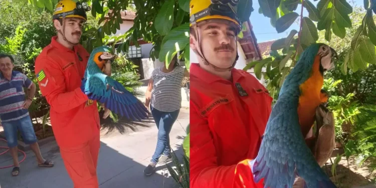 bombeiros-resgatam-arara-encontrada-em-residencia-e-a-devolvem-ao-ninho-em-caiaponia