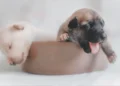 funcionaria-pede-oito-semanas-de-licenca-maternidade-para-cuidar-de-filhote-de-cachorro