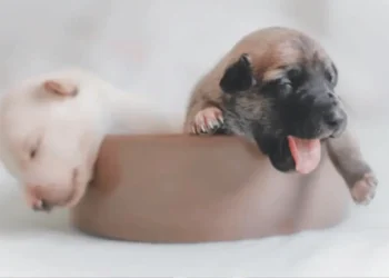 funcionaria-pede-oito-semanas-de-licenca-maternidade-para-cuidar-de-filhote-de-cachorro