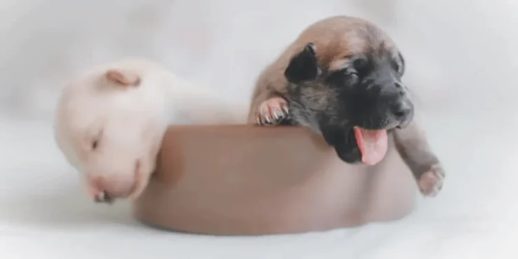 funcionaria-pede-oito-semanas-de-licenca-maternidade-para-cuidar-de-filhote-de-cachorro