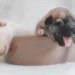 funcionaria-pede-oito-semanas-de-licenca-maternidade-para-cuidar-de-filhote-de-cachorro