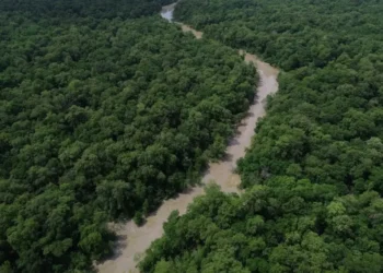 desmatamento-cai-no-brasil,-mas-retalhamento-da-vegetacao-ameaca-biodiversidade