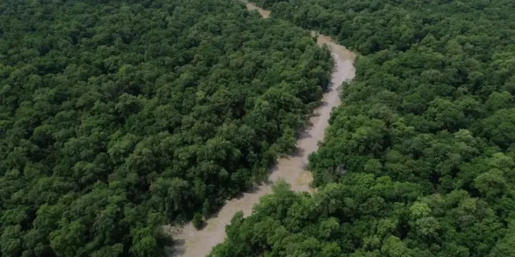 desmatamento-cai-no-brasil,-mas-retalhamento-da-vegetacao-ameaca-biodiversidade