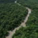 desmatamento-cai-no-brasil,-mas-retalhamento-da-vegetacao-ameaca-biodiversidade