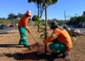 comurg-intensifica-arborizacao-em-goiania-com-o-plantio-de-quase-2-mil-arvores