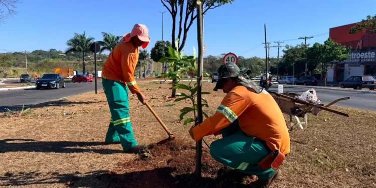 comurg-intensifica-arborizacao-em-goiania-com-o-plantio-de-quase-2-mil-arvores