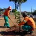 comurg-intensifica-arborizacao-em-goiania-com-o-plantio-de-quase-2-mil-arvores